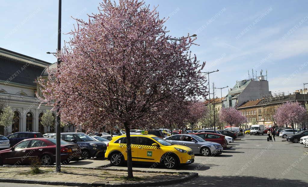 Természet - Budapest - Virágzó fák az autóparkolóban
