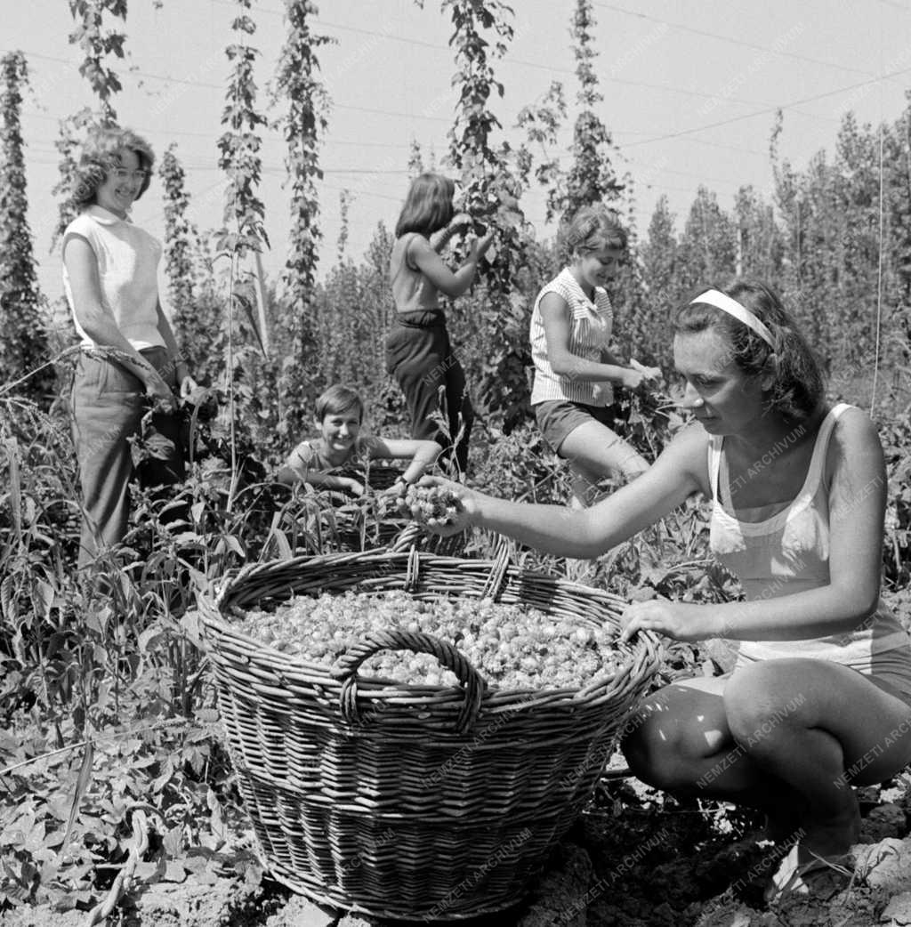 Mezőgazdaság - Hódmezővásárhelyi Állami Gazdaság