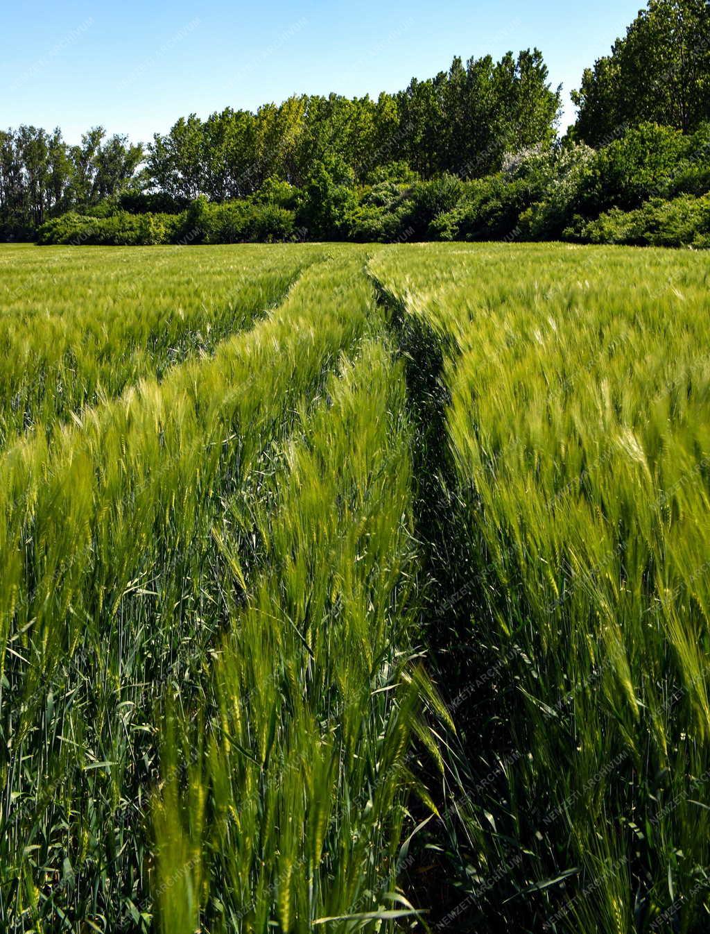 Mezőgazdaság - Kalászt érlel az őszi árpa
