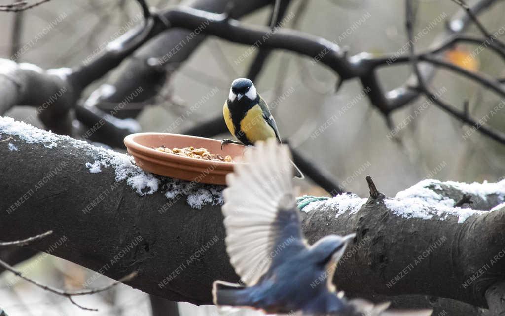 Természet - Budapest - Széncinege a Népligetben