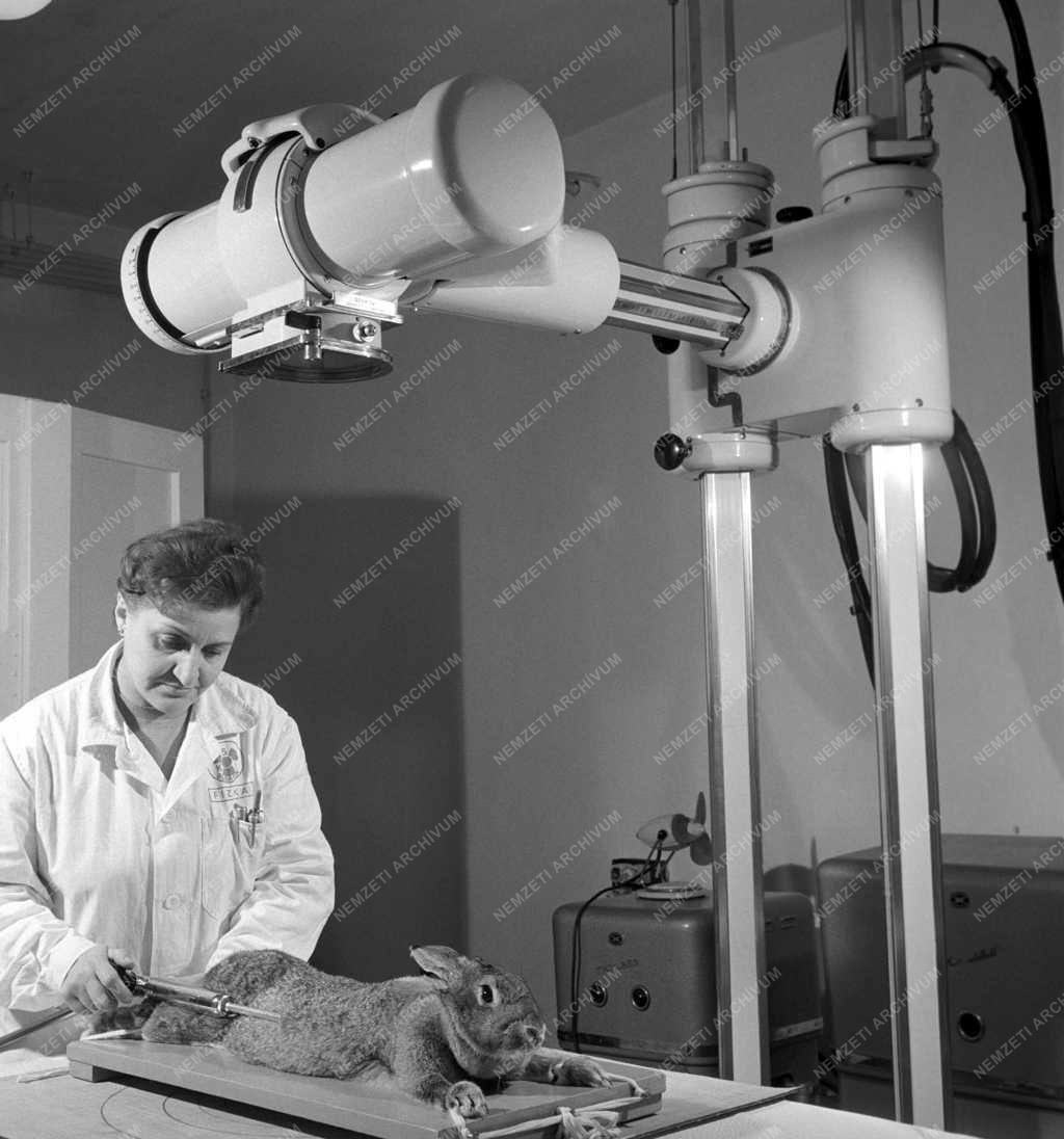 Tudomány - Egészségügy - Izotóp kísérlet a gyógyításért 