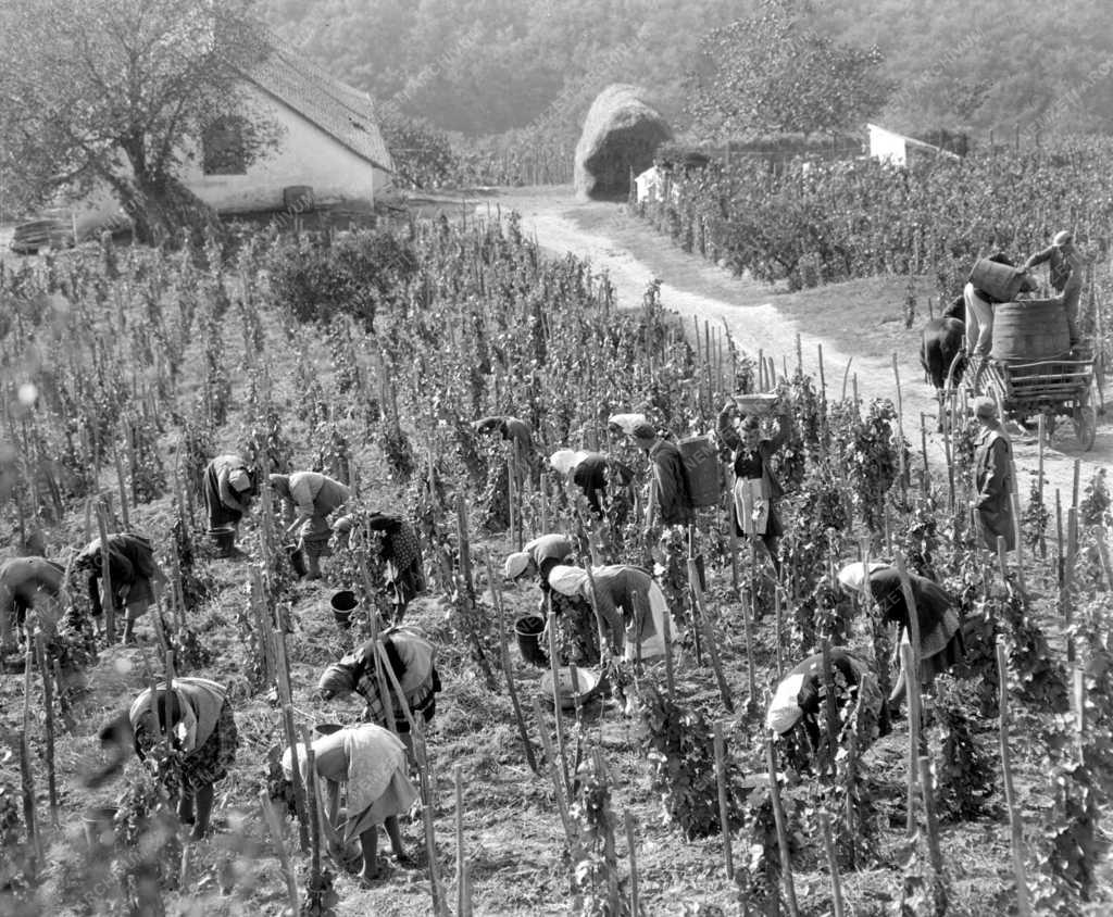 Villánykövesdi szüret