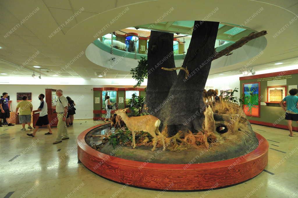 Táj, város - Gyöngyös - Múzeumbelső