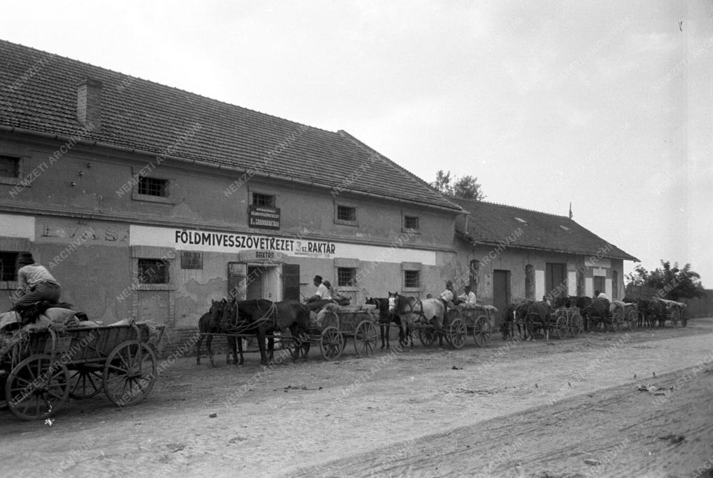 Mezőgazdaság - Közös munka a tsz-ekben