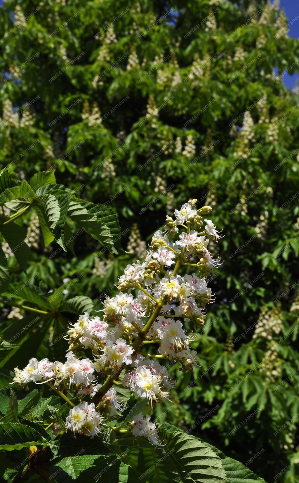 Természet - Virágzik a vadgesztenye