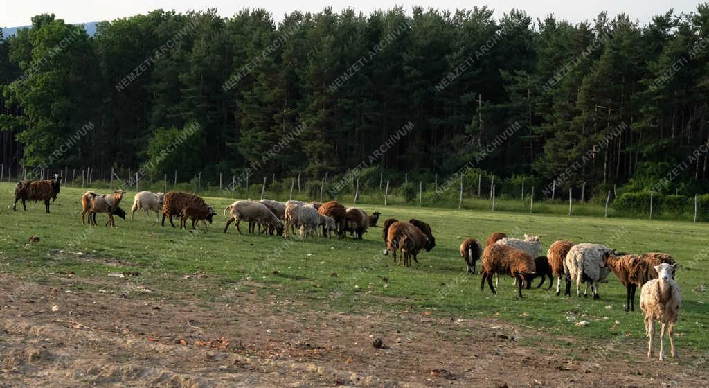 Természet - Nógrád - Vadaspark