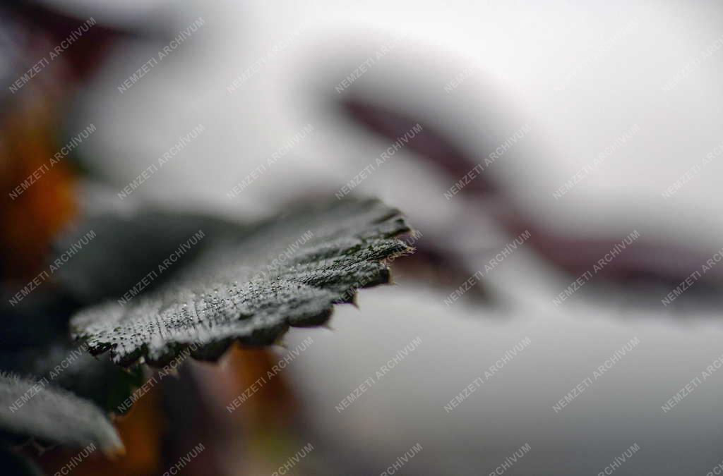 Természet - Színes őszi növénylevél