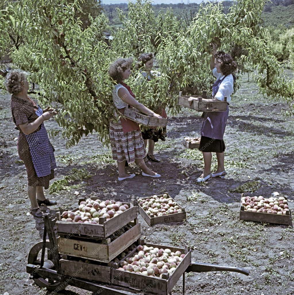Mezőgazdaság - Növénytermesztés - Gyümölcsfelvásárlás