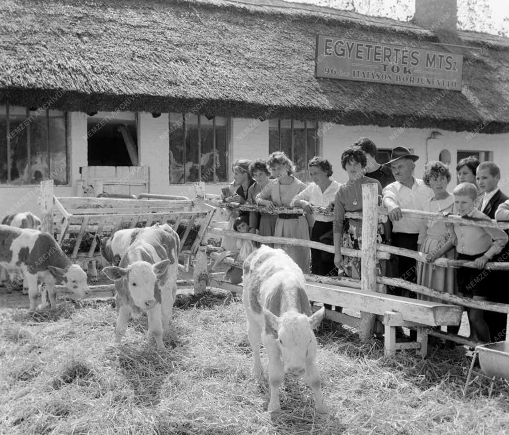 Kiállítás - 64. Országos Mezőgazdasági Kiállítás és Vásár