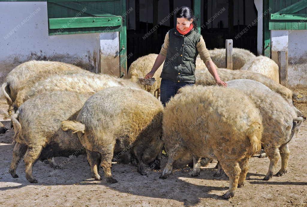 Állattenyésztés - Hajdúböszörmény - Mangalica tenyésztés