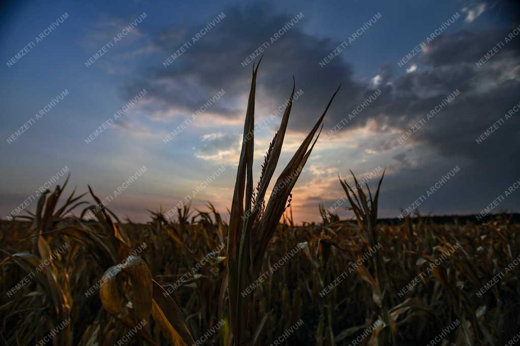 Időjárás - Aszály az Alföldön