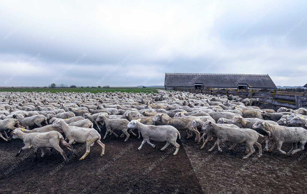 Mezőgazdaság - Kezdődik a legeltetési szezon Hortobágyon