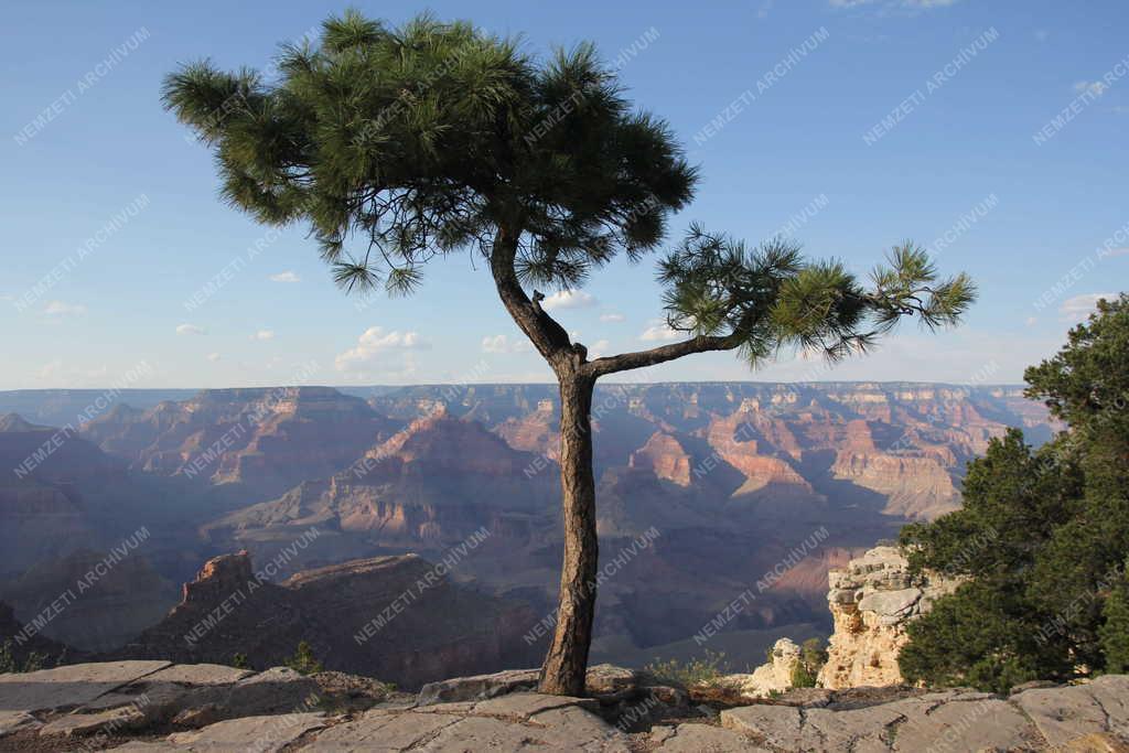 Tájkép- Cédrus a Grand Canyon peremén