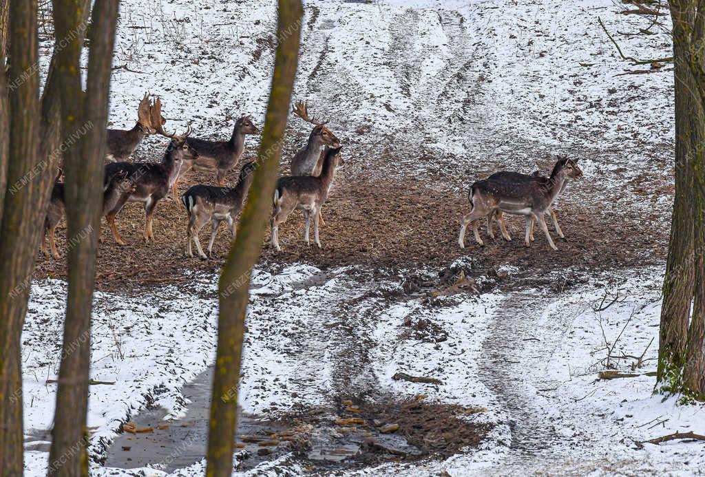 Vadgazdálkodás - Nyíradony - Dámvadak a téli erdőben