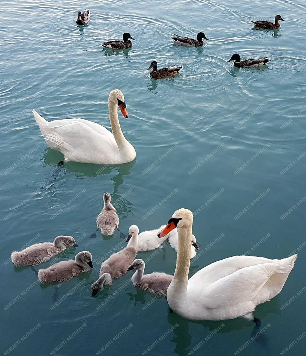 Természet - Balatonfüred - Hattyúk és vadkacsák a Balaton vizén