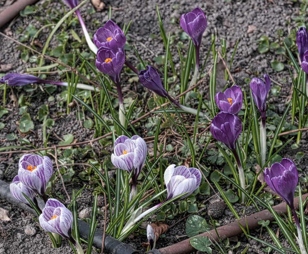 Természet -  Tavaszi krókusz a budapesti Füvészkertben