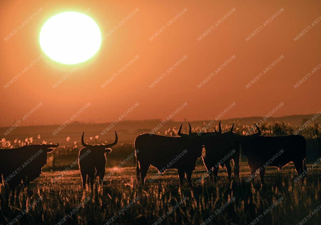 Természet - Őstulkok a Hortobágyon