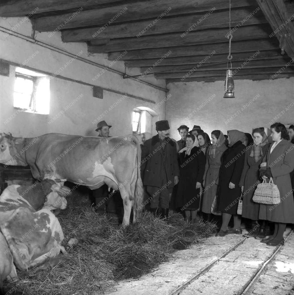 Mezőgazdaság - Állattenyésztés - Tehenészet Somogy megyében 