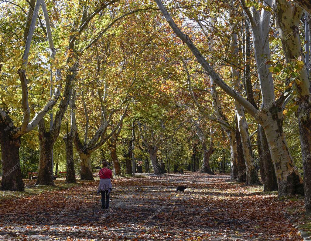 Természet - Budapest - Őszi Népliget 