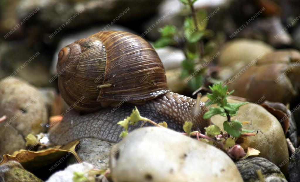 Természet - Állatvilág - Éticsiga