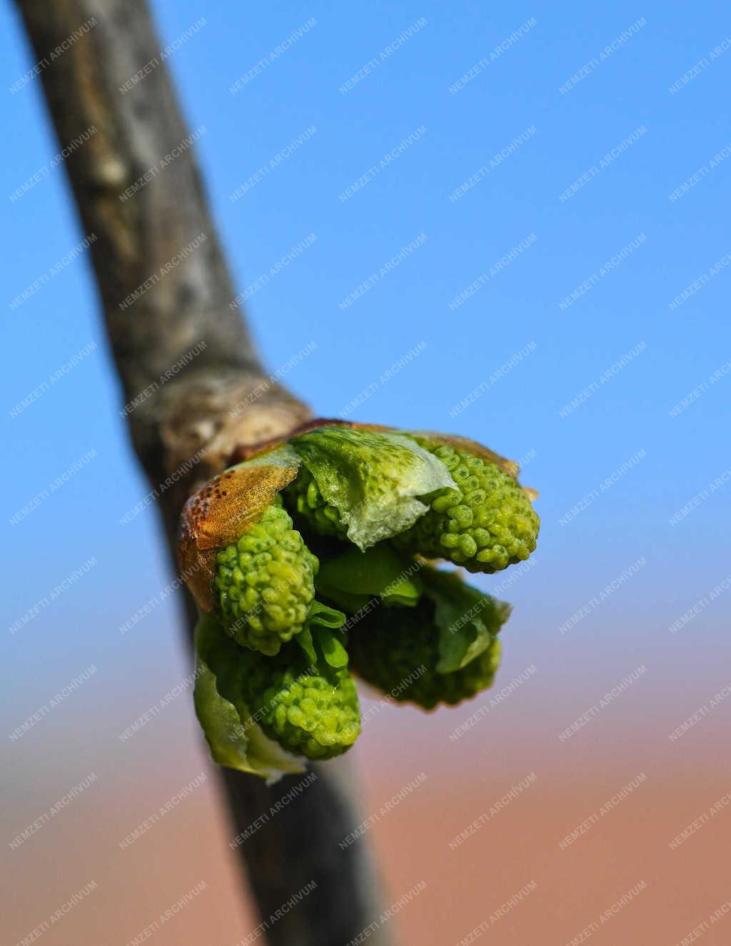 Természet - Debrecen - Tavaszi rügyfakadás