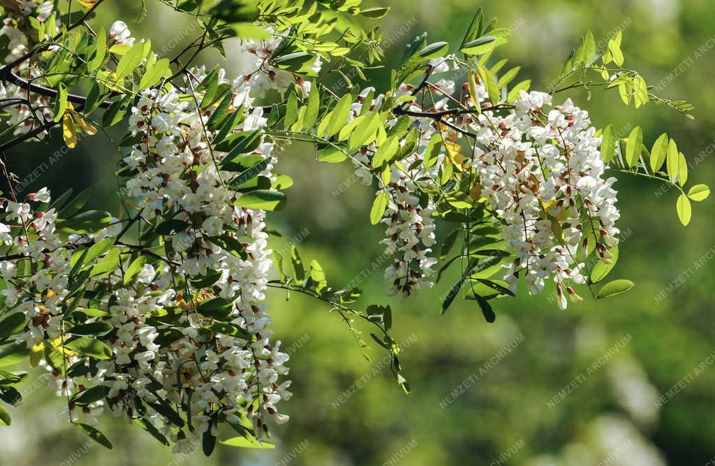 Természet - Földes - Akácfa virágzás 