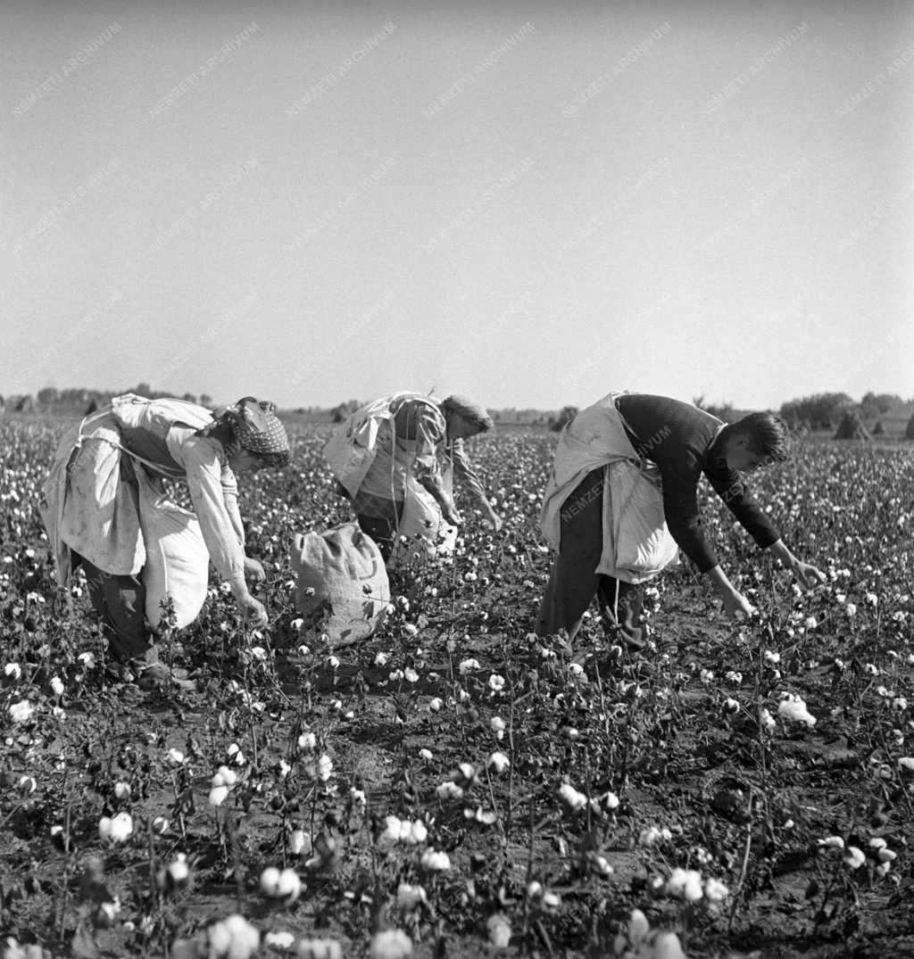 Mezőgazdaság - Gyapotszüret