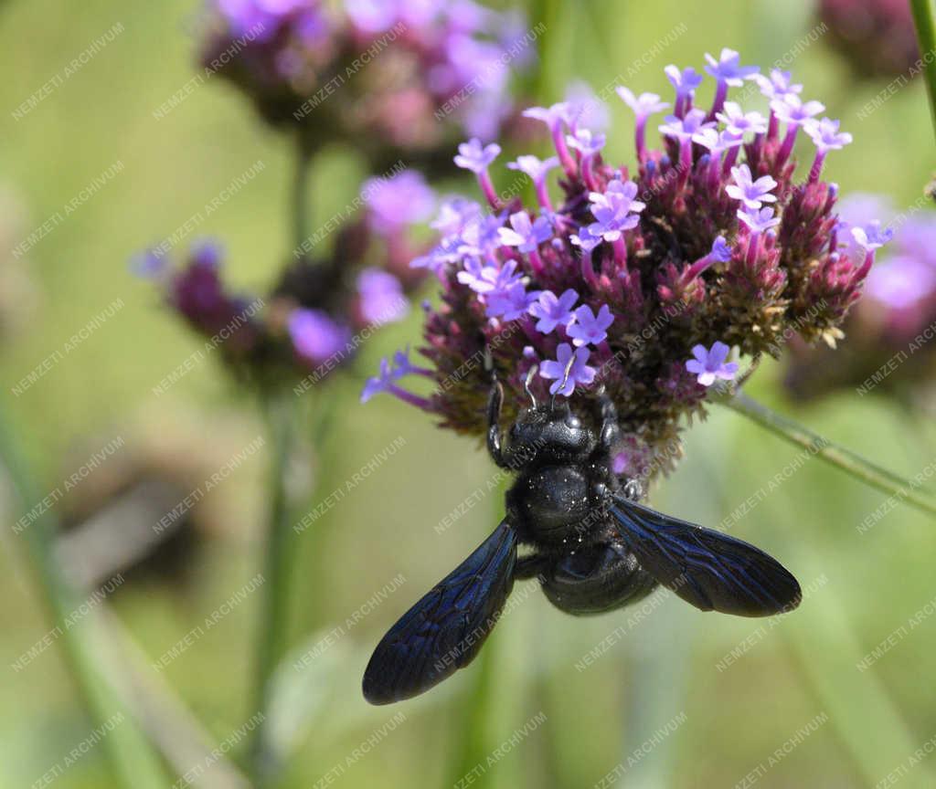 Természet - Budapest - Kék fadongó