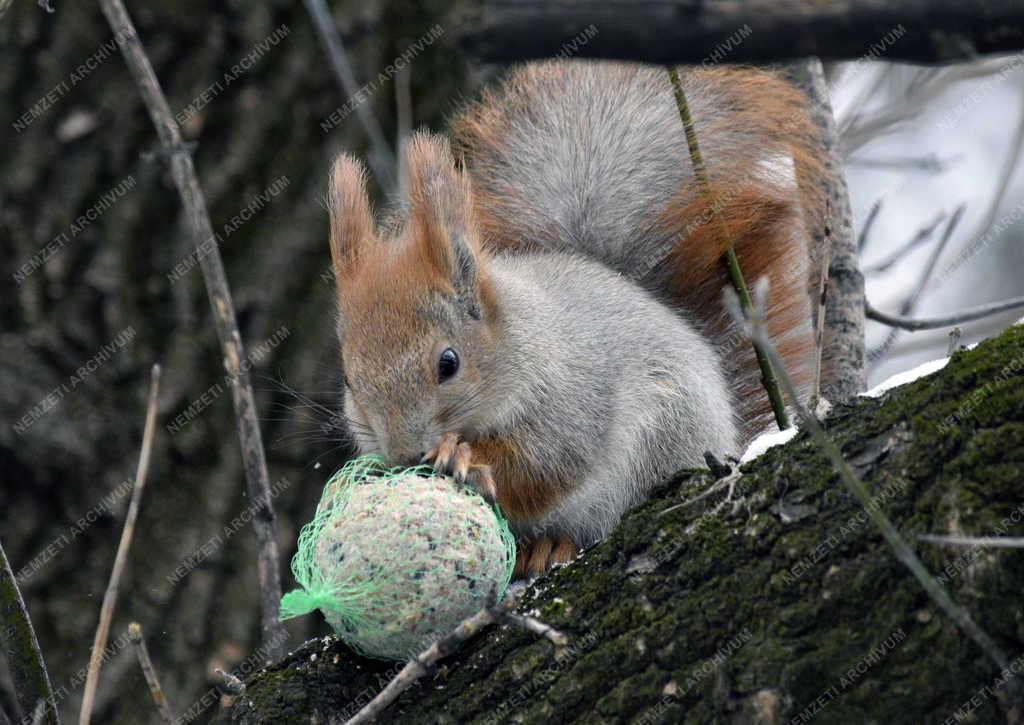 Természet - Budapest - Mókus