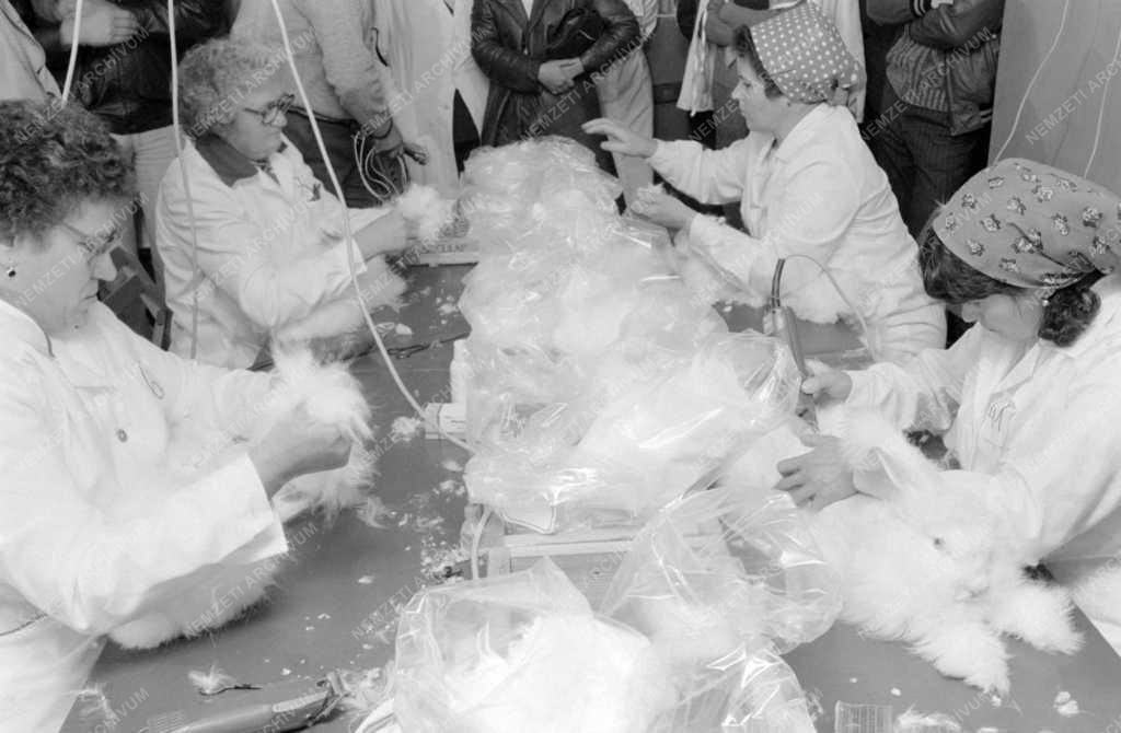 Állattenyésztés - Angóragyapjú exportra