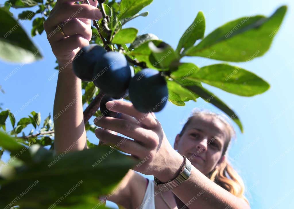 Gyümölcstermesztés - Debrecen - Szilva szüret