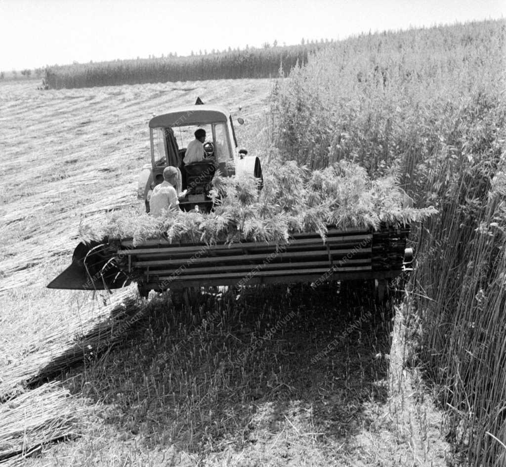 Mezőgazdaság - Aratják a kendert a Hódmezővásárhelyi Állami Gazdaságban