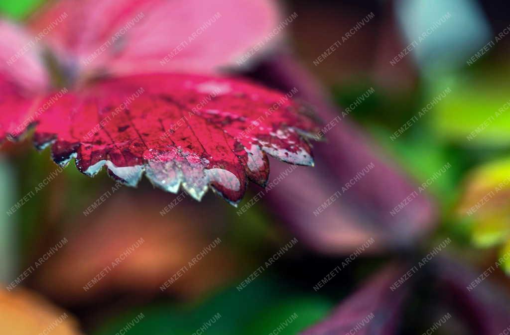 Természet - Színes őszi növénylevél