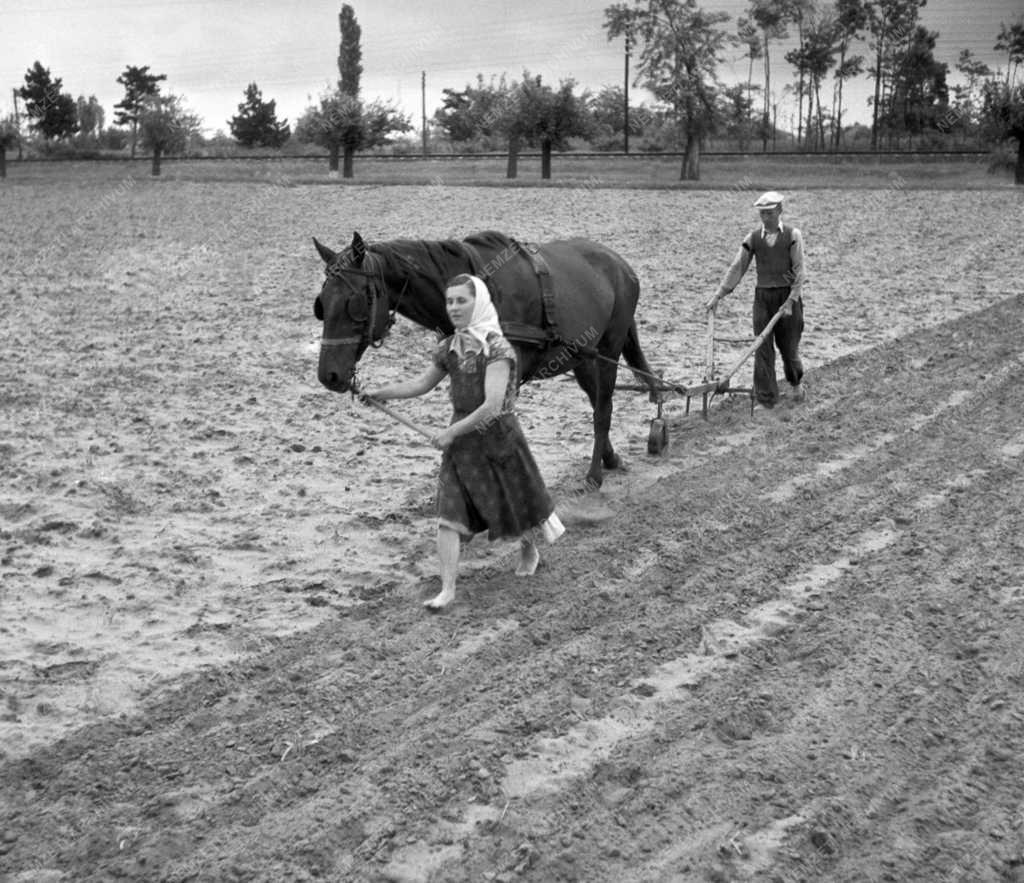 Mezőgazdaság - Kiskunfélegyházi egyéni gazda