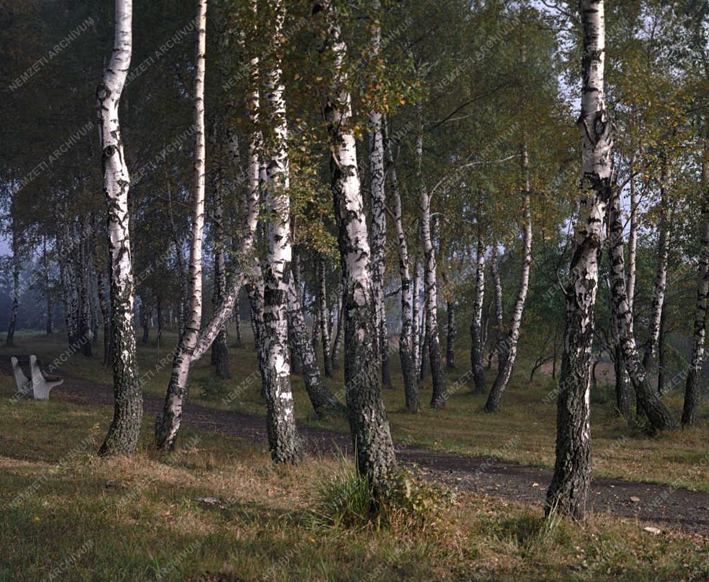 Tájkép - Erdő Galyatetőn