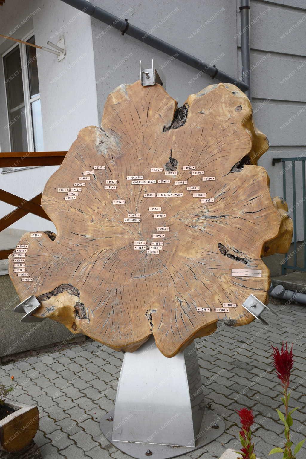 Tárgy - Kisköre - Egy kivágott fa metszete 