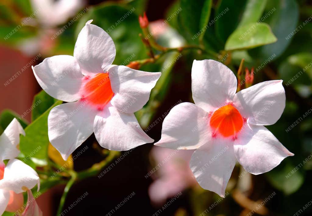 Természet - Verőce - Tölcsérjázmin 