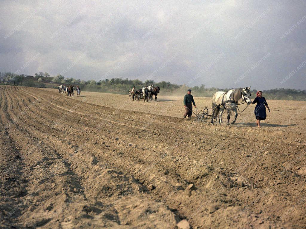 Mezőgazdaság - Sukorói Kossuth Termelőszövetkezet
