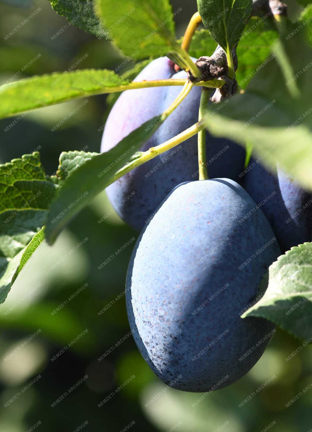 Gyümölcstermesztés - Debrecen - Szilva szüret
