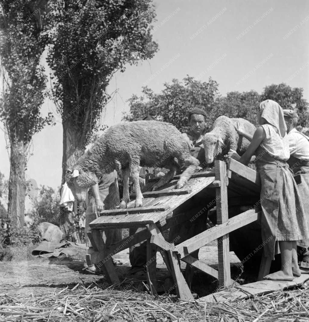 Mezőgazdaság - Állattenyésztés – Juhfürdetés