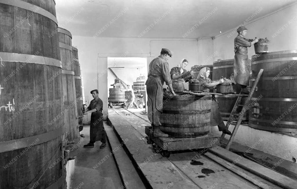 Villánykövesdi szüret