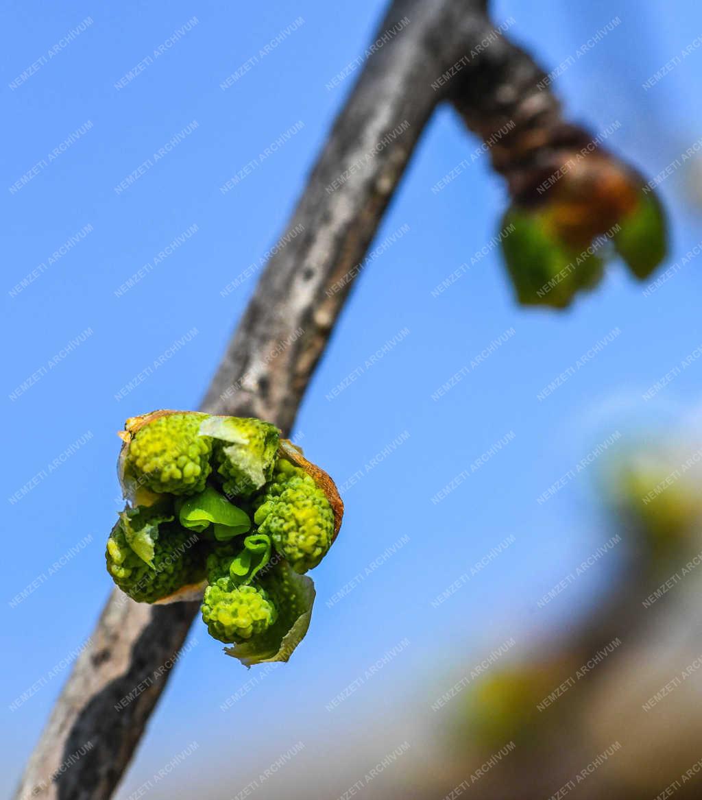 Természet - Debrecen - Tavaszi rügyfakadás