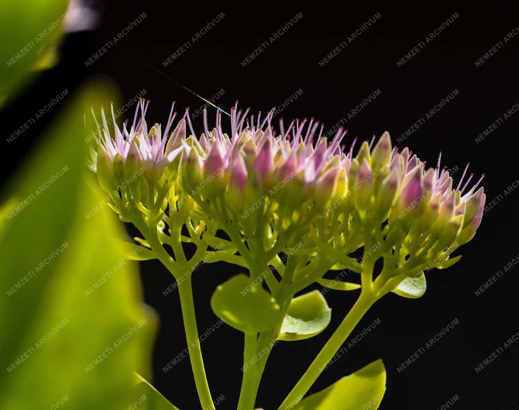 Természet - Virágzik a pompás varjúháj