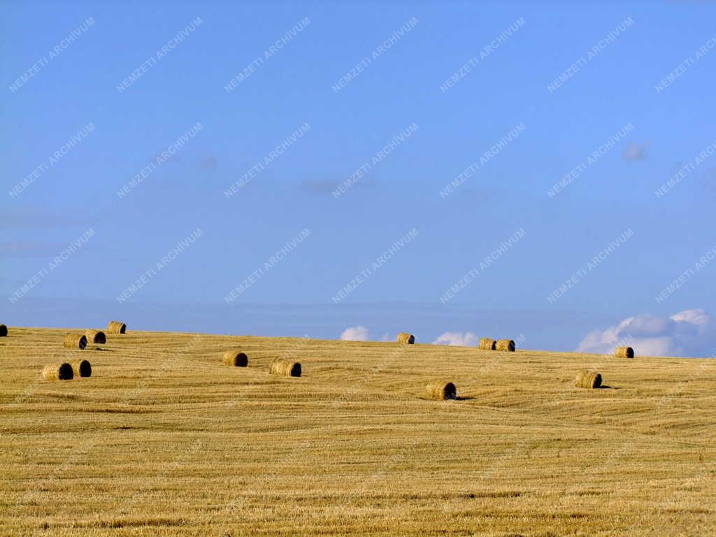 Vác - Búzatarló