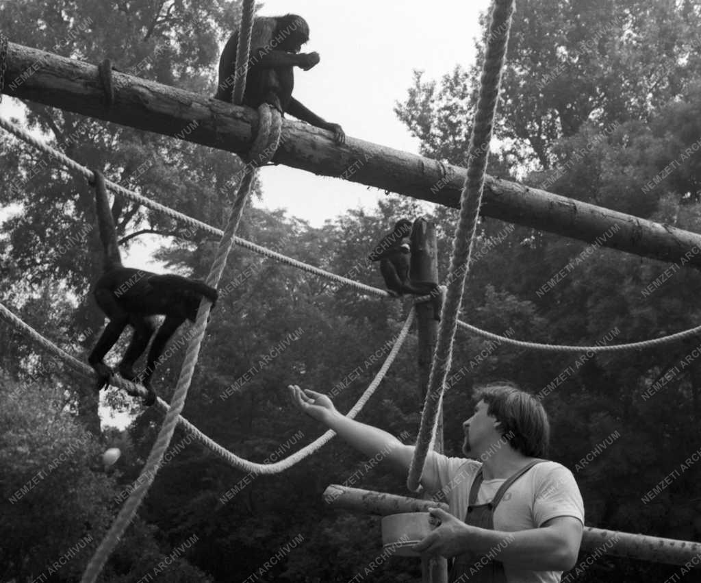 Állatvilág - Pókmajmok a Fővárosi Állat- és Növénykertben