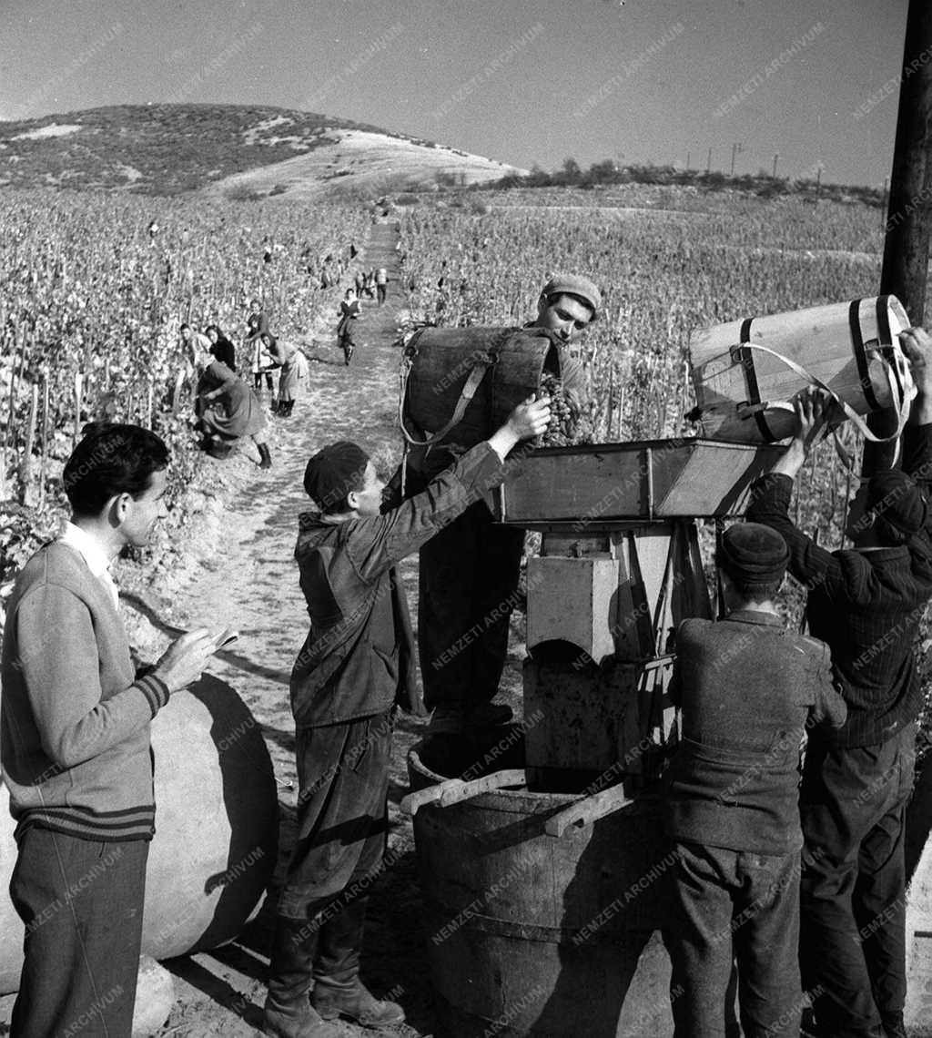 A szerző válogatása - Szüret a Szőlészeti Kutató Intézetben