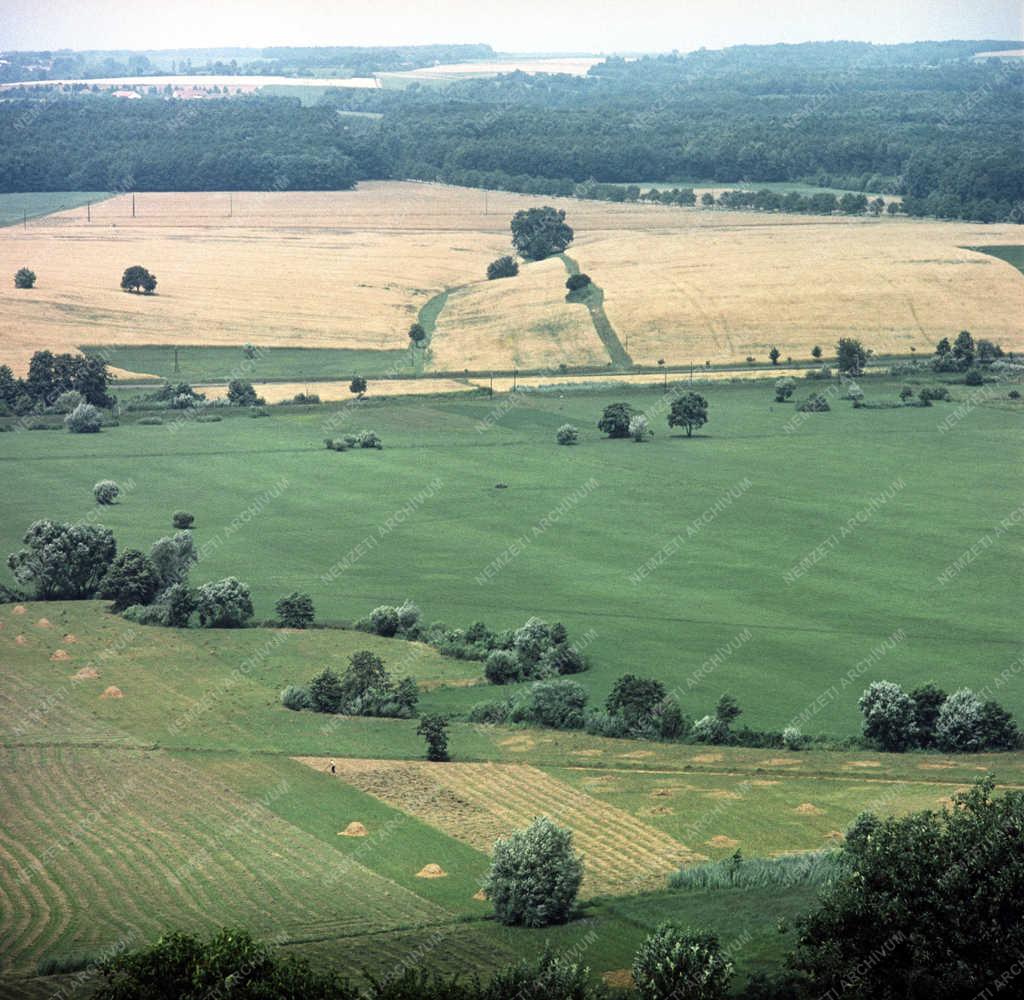 Tájkép - Göcsej - Legelő tehenek