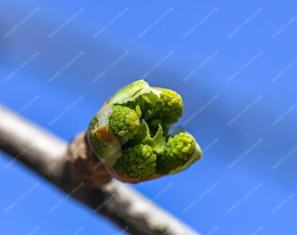 Természet - Debrecen - Tavaszi rügyfakadás