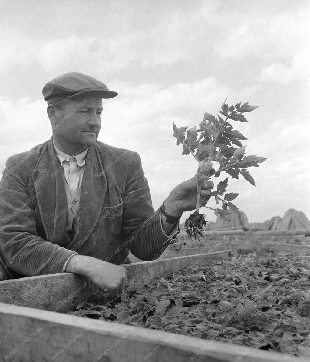 Mezőgazdaság - A szentesi Árpád Termelőszövetkezet