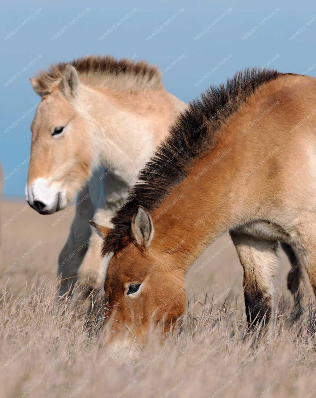 Állattenyésztés - Przewalski-lovak a Hortobágyi Nemzeti Park